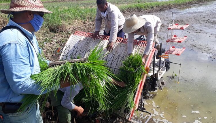 trasplante mecanizado los palacios