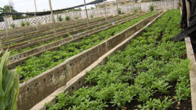 Incrementa producción de alimentos organopónico El tomate de Sandino