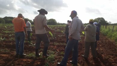 Programa Más Alimentos, tarea de primer orden en Sandino