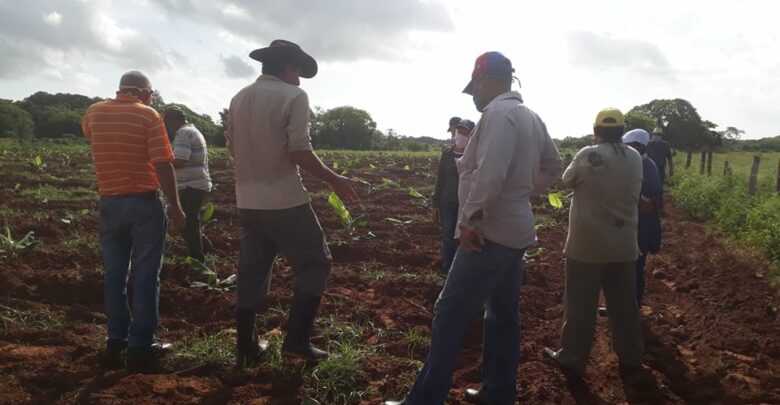 Programa Más Alimentos, tarea de primer orden en Sandino