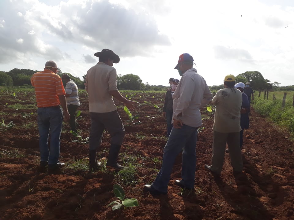 Programa Más Alimentos, tarea de primer orden en Sandino