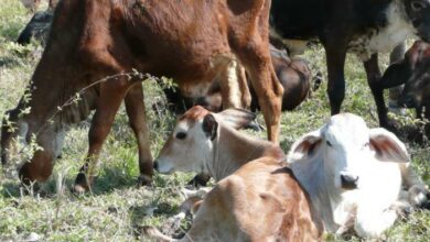 científicos investigadores productores