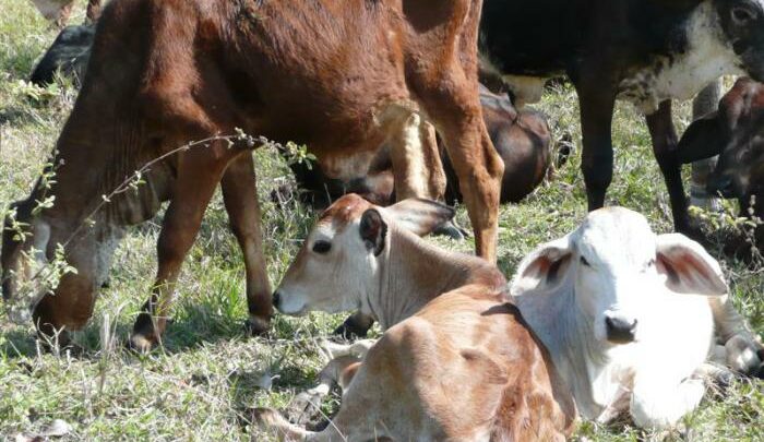 científicos investigadores productores