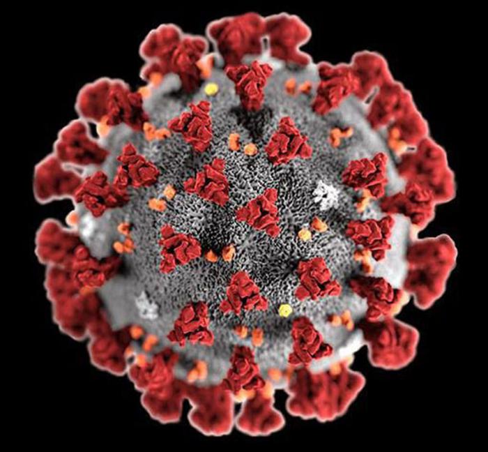 coronavirus SARS-COV-2