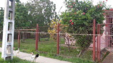 Mantienen estricta vigilancia en zona con control de foco, en Sandino