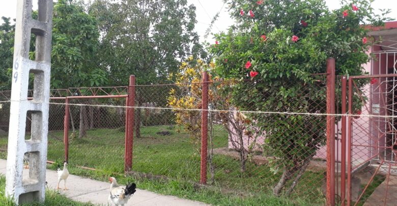 Mantienen estricta vigilancia en zona con control de foco, en Sandino