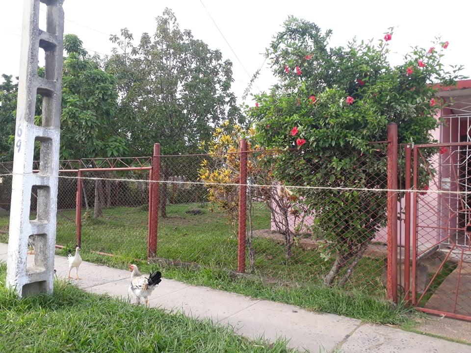Mantienen estricta vigilancia en zona con control de foco, en Sandino