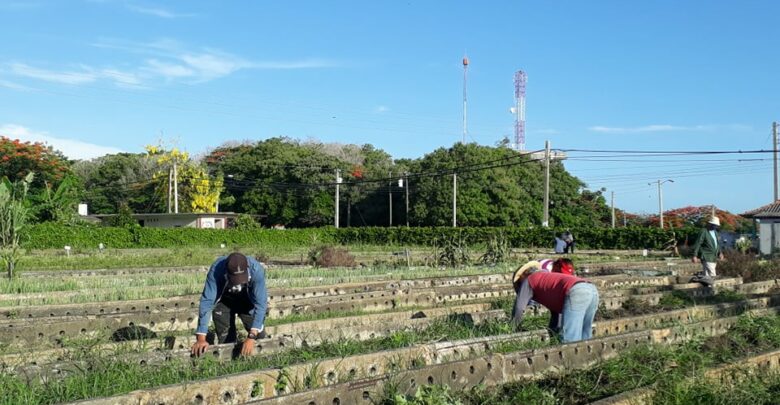 Granja Urbana de Sandino, cuantifica afectaciones y trabaja en la recuperación