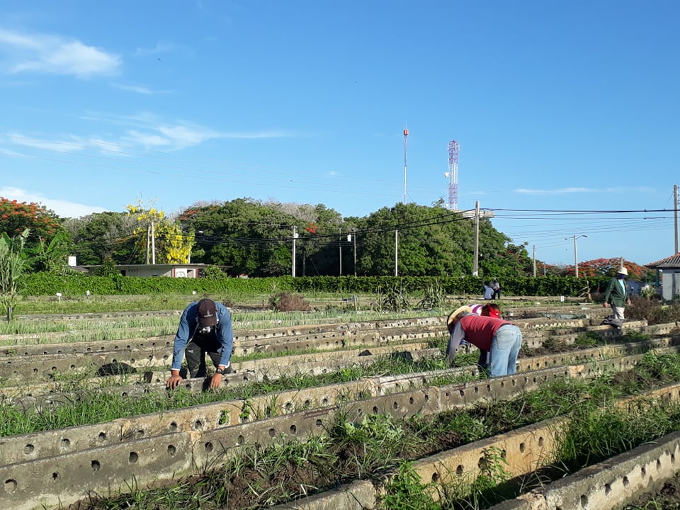 Granja Urbana de Sandino, cuantifica afectaciones y trabaja en la recuperación