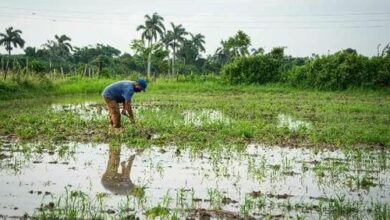 afectaciones agricultura pinar