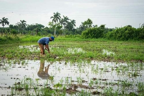afectaciones agricultura pinar