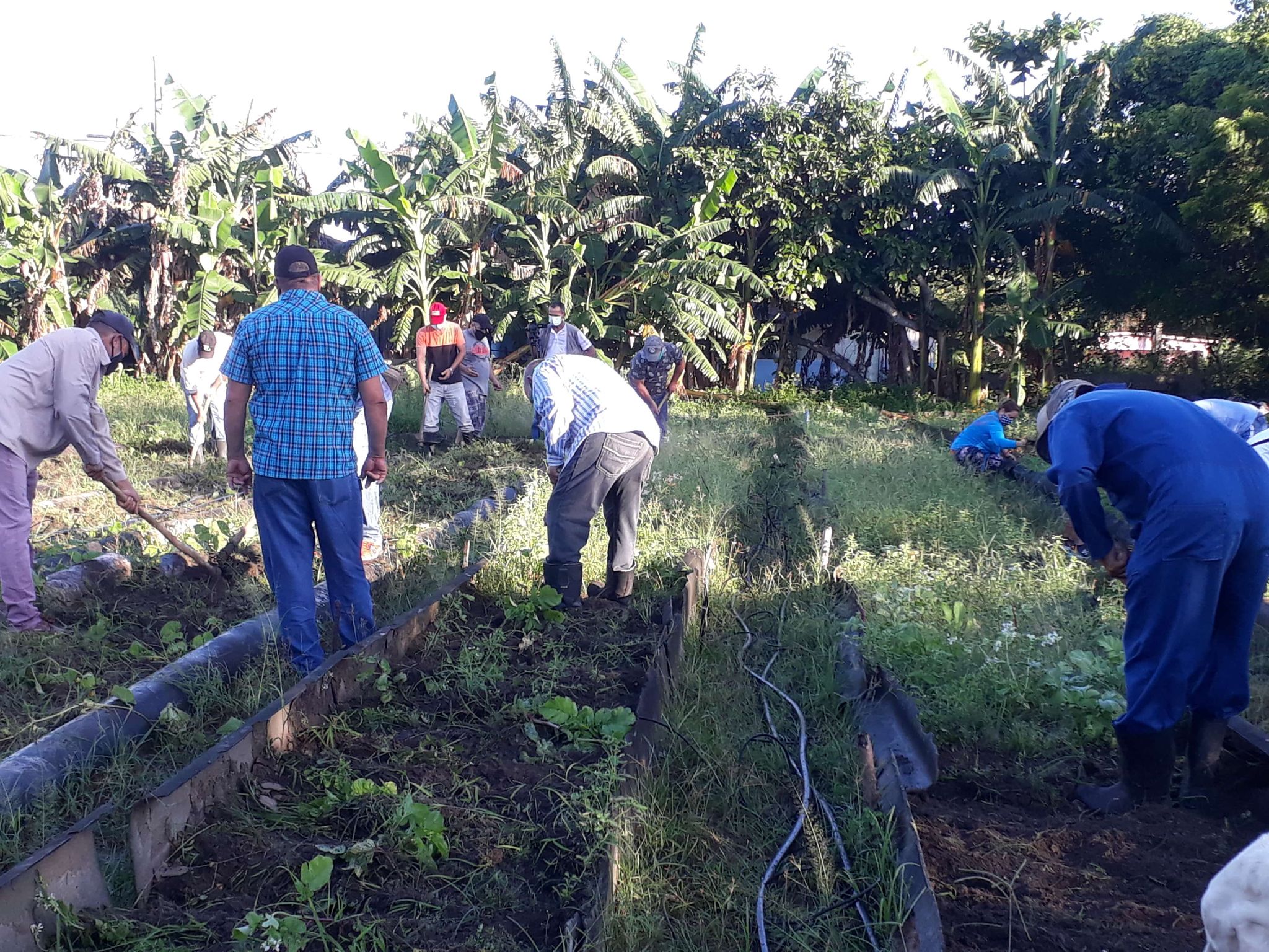 Establece sector de la Agricultura en Sandino plan emergente para impulsar producción de alimentos