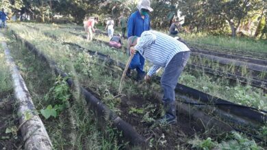 Producir más y mejor, tarea básica en Sandino