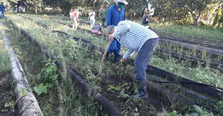 Producir más y mejor, tarea básica en Sandino
