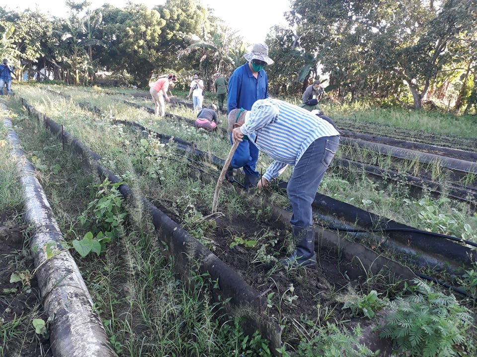 Producir más y mejor, tarea básica en Sandino