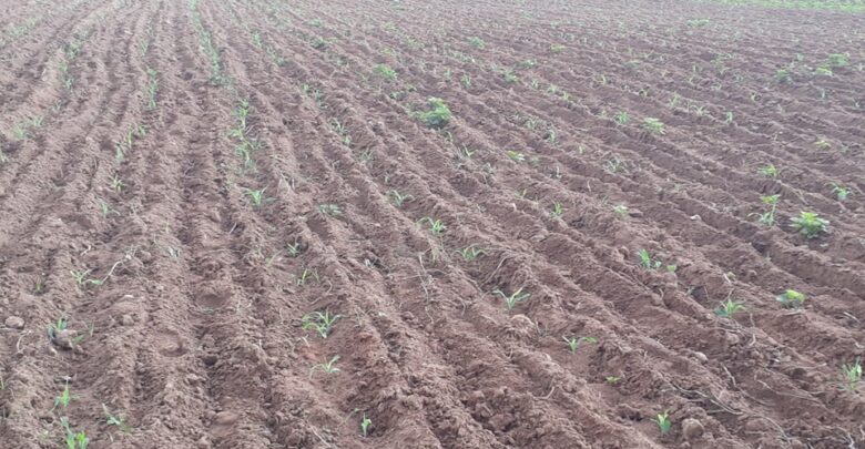 Trabaja sector de la Agricultura en Sandino por elevar la producción de alimentos
