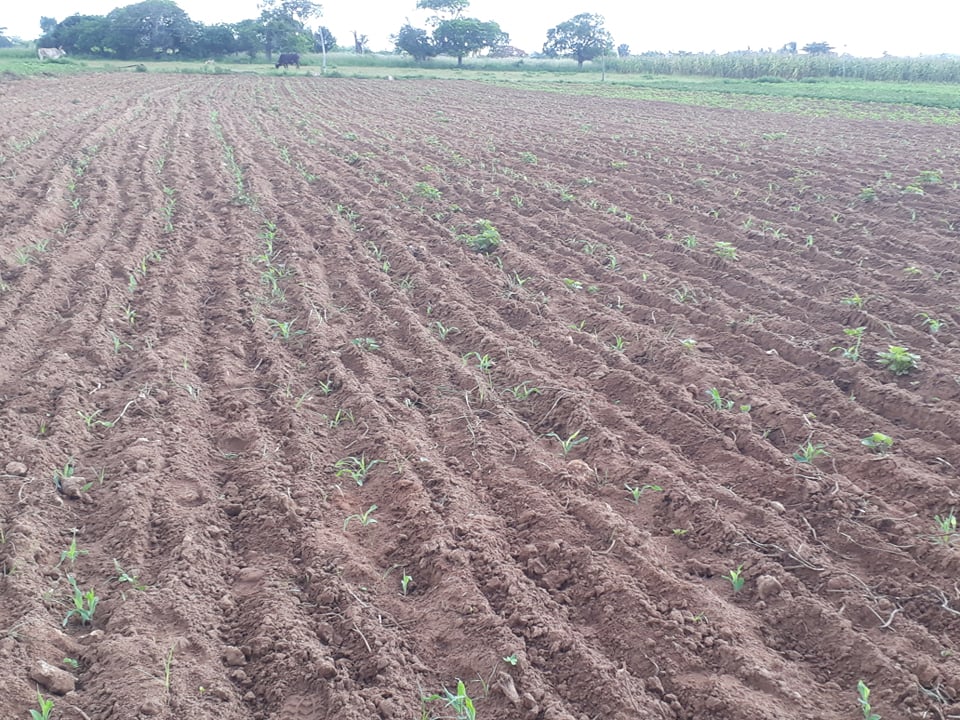 Trabaja sector de la Agricultura en Sandino por elevar la producción de alimentos