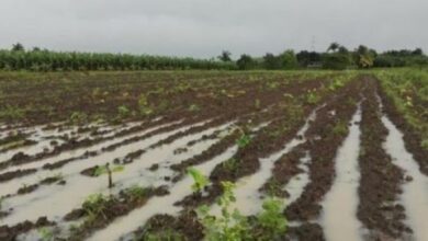 agricultura sandino