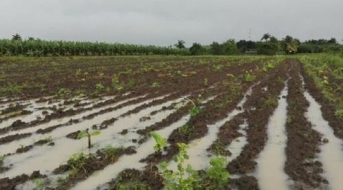 agricultura sandino