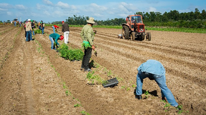 trabajo voluntario pinar