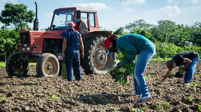 trabajo voluntario pinar