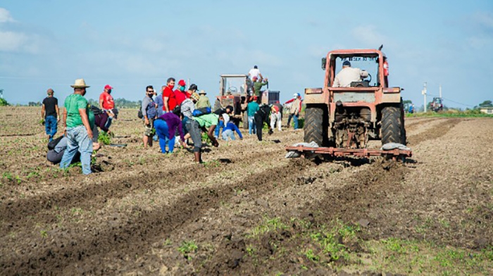 trabajo voluntario pinar