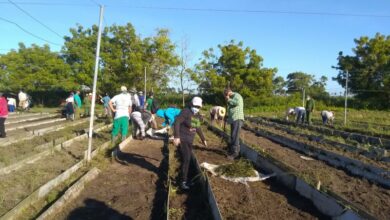 Desarrollan trabajo voluntario en labores agrícolas en Sandino