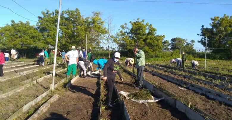 Desarrollan trabajo voluntario en labores agrícolas en Sandino