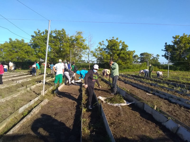 Desarrollan trabajo voluntario en labores agrícolas en Sandino