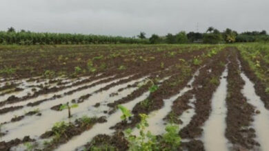 Aún sin cuantificar el total de los daños Sandino avisora afectaciones en la agricultura