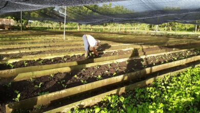 Agricultura Urbana, Suburbana y Familiar camino a la recuperación en Sandino