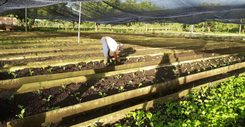 Agricultura Urbana, Suburbana y Familiar camino a la recuperación en Sandino