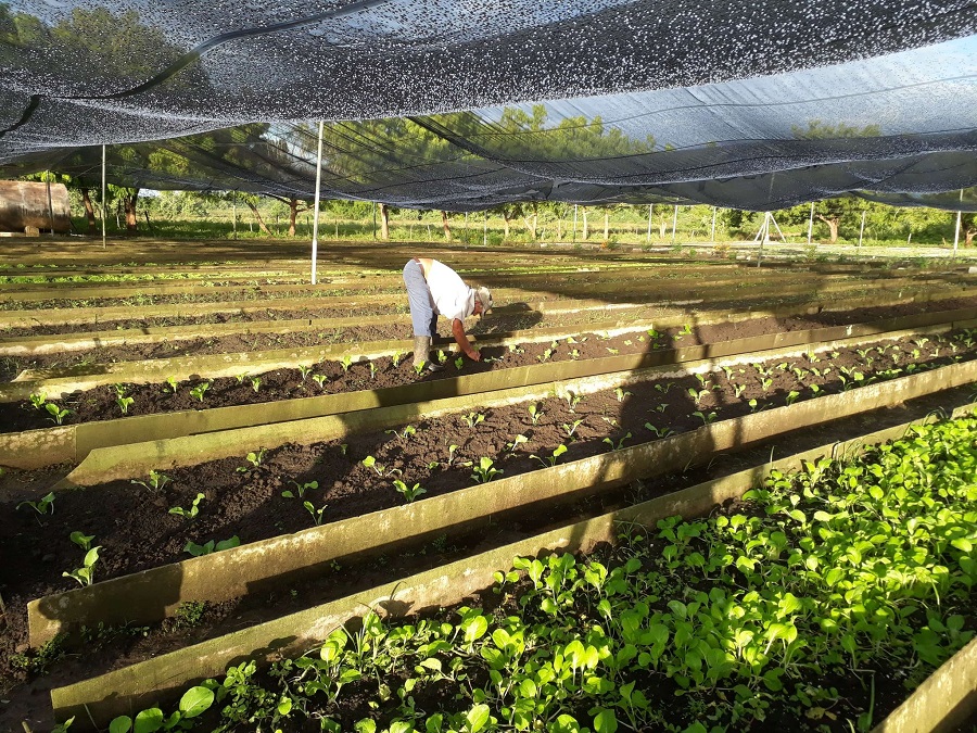 Agricultura Urbana, Suburbana y Familiar camino a la recuperación en Sandino