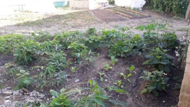 Continúa en Sandino levantamiento de patios vinculados a la agricultura