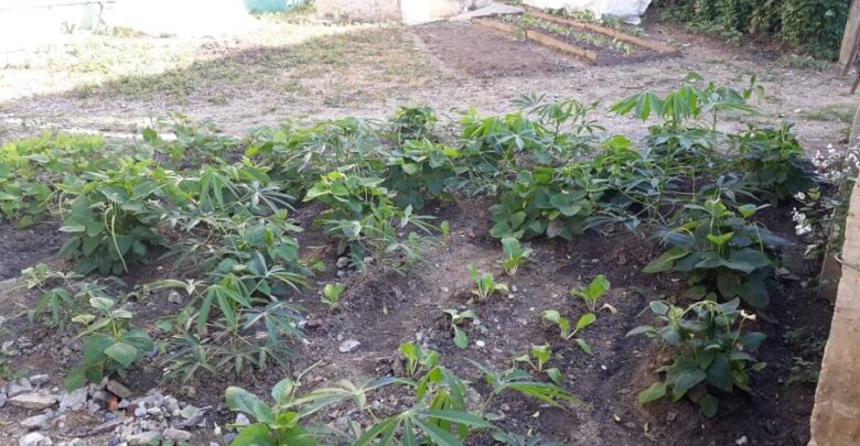 Continúa en Sandino levantamiento de patios vinculados a la agricultura