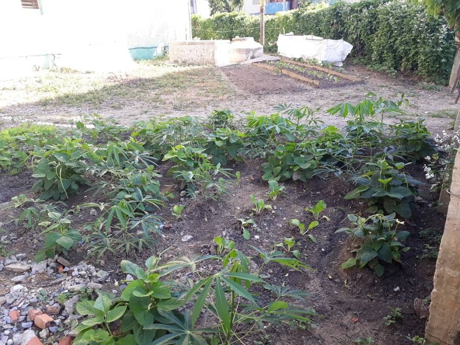 Continúa en Sandino levantamiento de patios vinculados a la agricultura