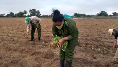 Apoya labores agrícolas Consejo de Defensa Municipal en Sandino