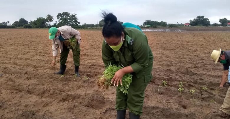 Apoya labores agrícolas Consejo de Defensa Municipal en Sandino