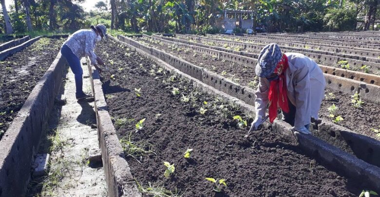 Garantiza condimentos frescos organopónico El Tomate en Ciudad Sandino