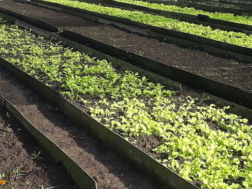 Próximamente visita del Grupo nacional de la Agricultura Urbana, Suburbana y Familiar