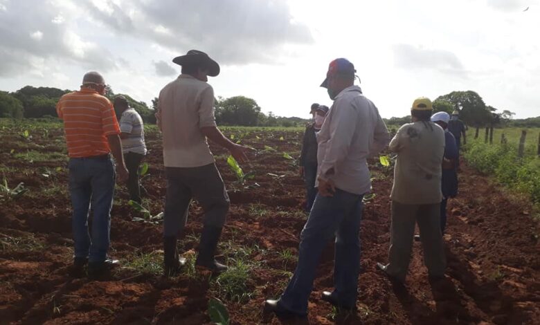 Productores sandinenses en condiciones de dar respuesta a demandas de la población