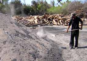 Aportes de los forestales sandinenses a la economía