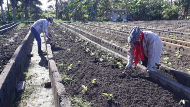 Organopónico de referencia, muestra sus mejores frutos