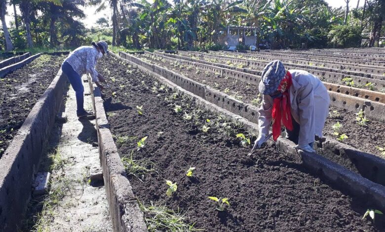 Organopónico de referencia, muestra sus mejores frutos