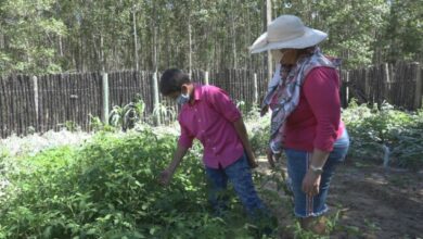 Abraham Hernández Piñero, cultiva su pedacito