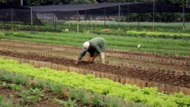 Asegura producción de alimentos organopónico Amistad Cuba Venezuela de Sandino