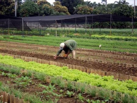 Asegura producción de alimentos organopónico Amistad Cuba Venezuela de Sandino