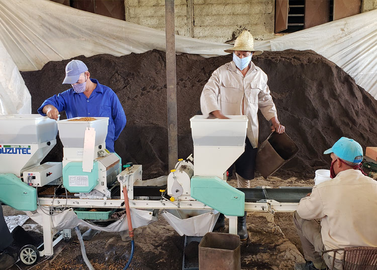 El llenado y siembra en bandejas garantiza la óptima calidad de la postura para el campo una vez germinada. / Fotos: Ariel Torres Amador.