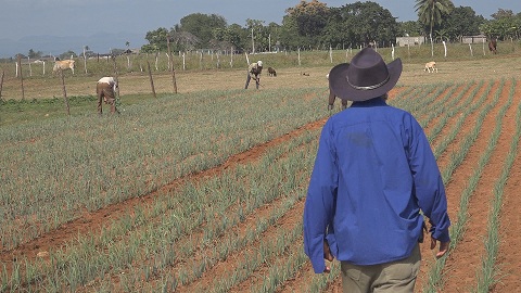 Campesinos aportan a la producción de alimentos