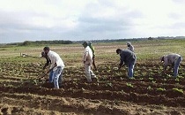 Brazos jóvenes apoyando la producción de alimentos